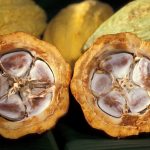 Ako chutí kakaový bôb opisuje Chuť od Naty